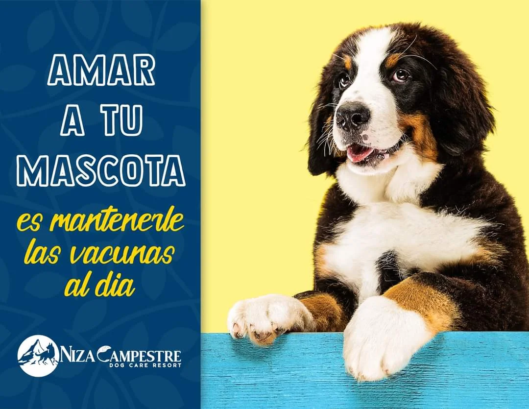 pensión canina Toluca
