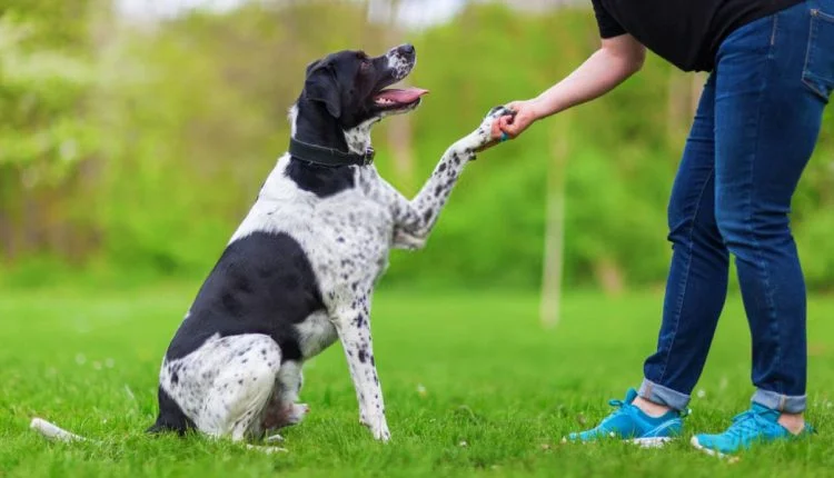 adiestramiento canino