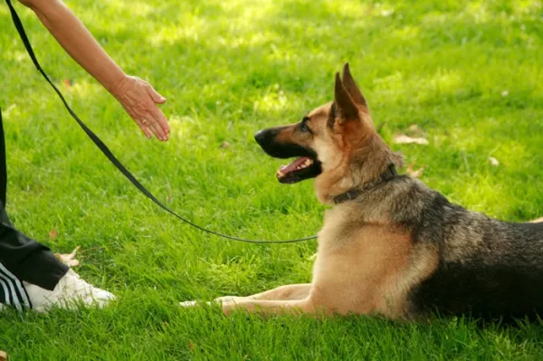corrección de conducta canina