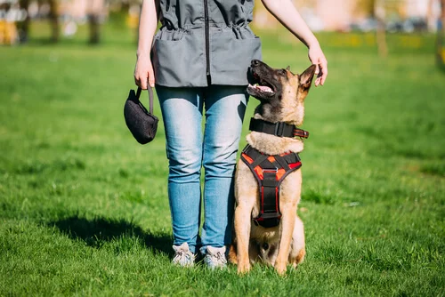guardía y protección canina