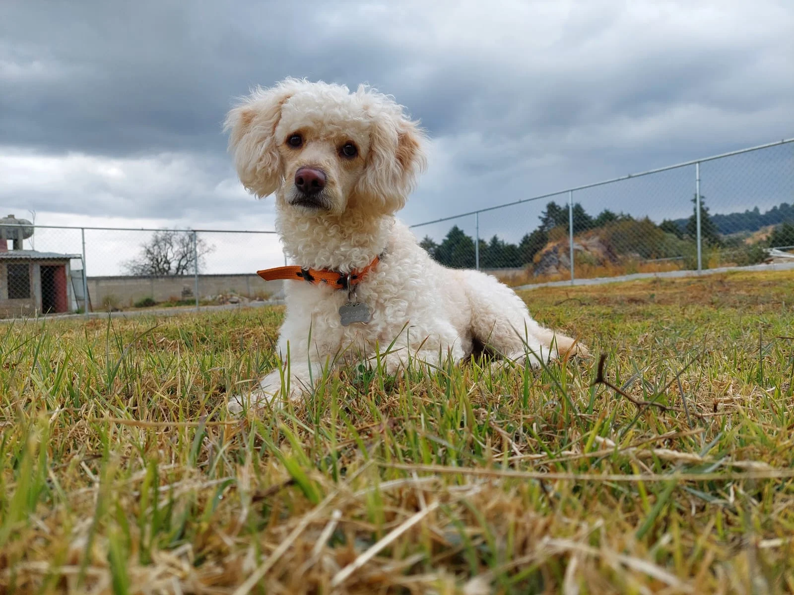 Niza Campestre, hotel y guardería canina en Toluca