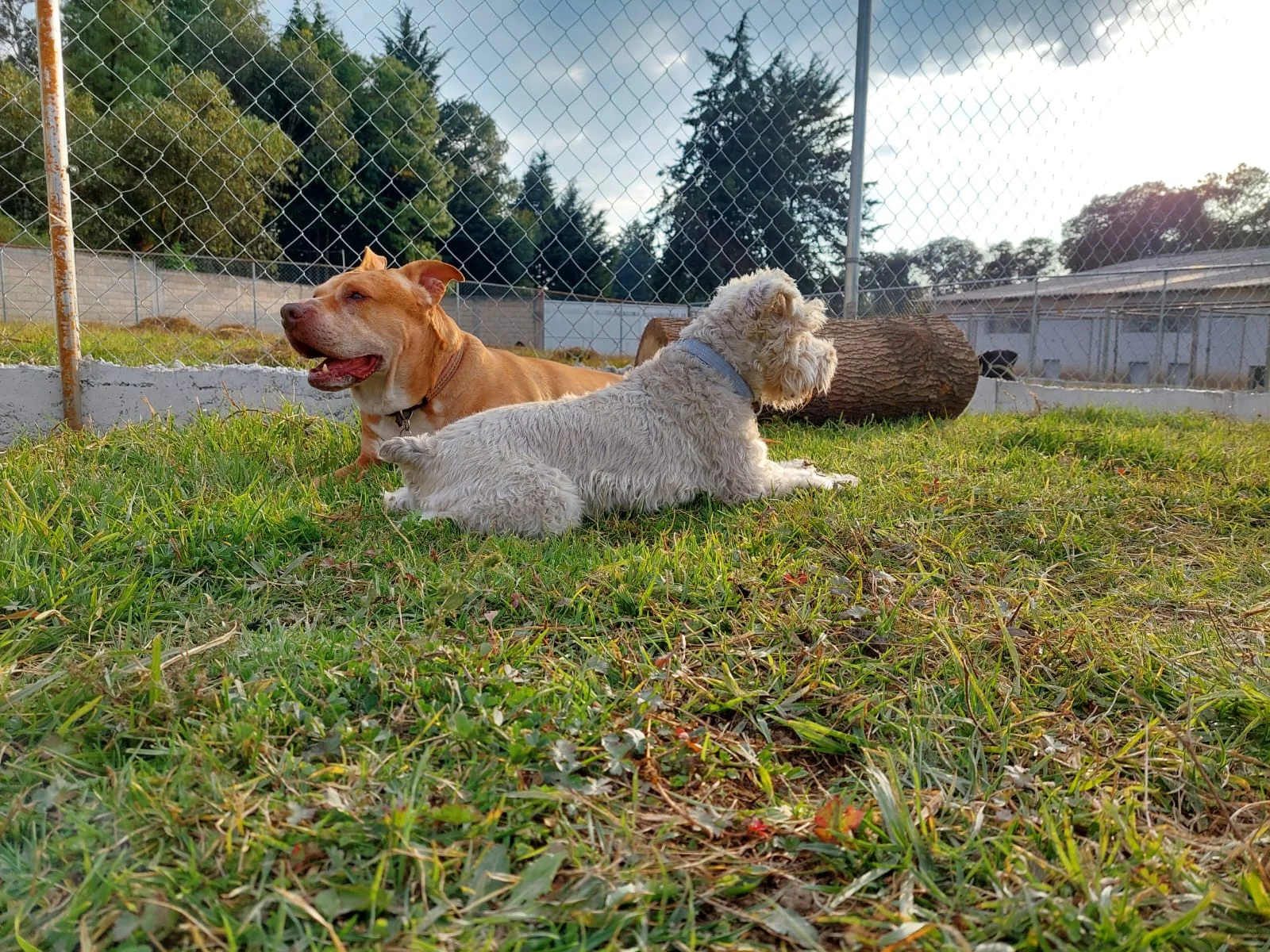 Niza Campestre, hotel y guardería canina en Toluca