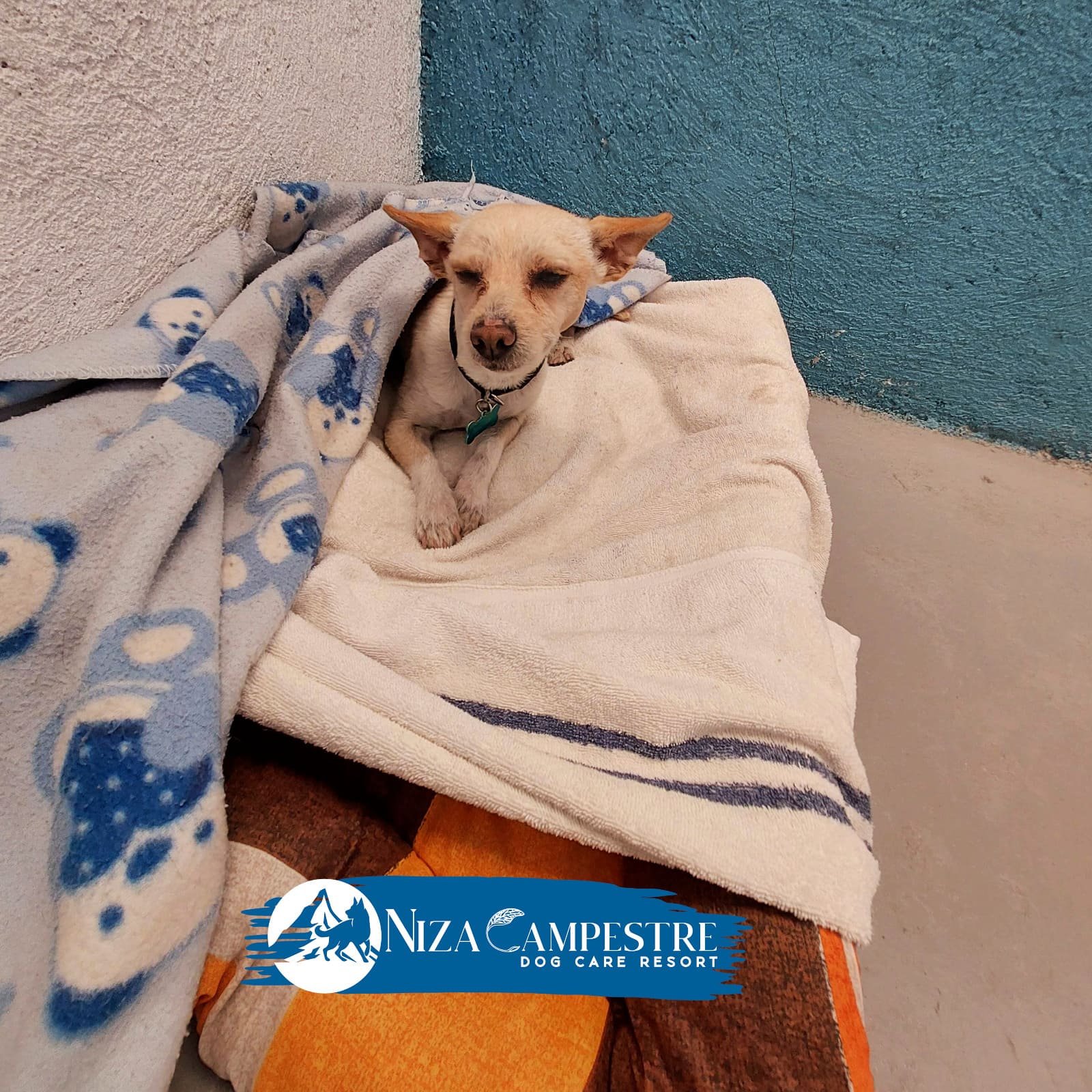perro chihuahua Niza Campestre en Metepec y Toluca