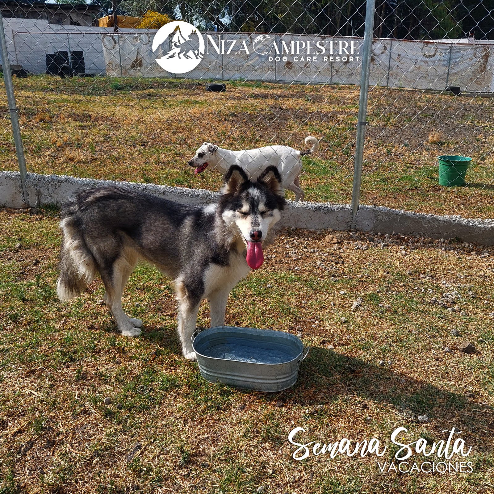 perro Niza Campestre en Metepec y Toluca