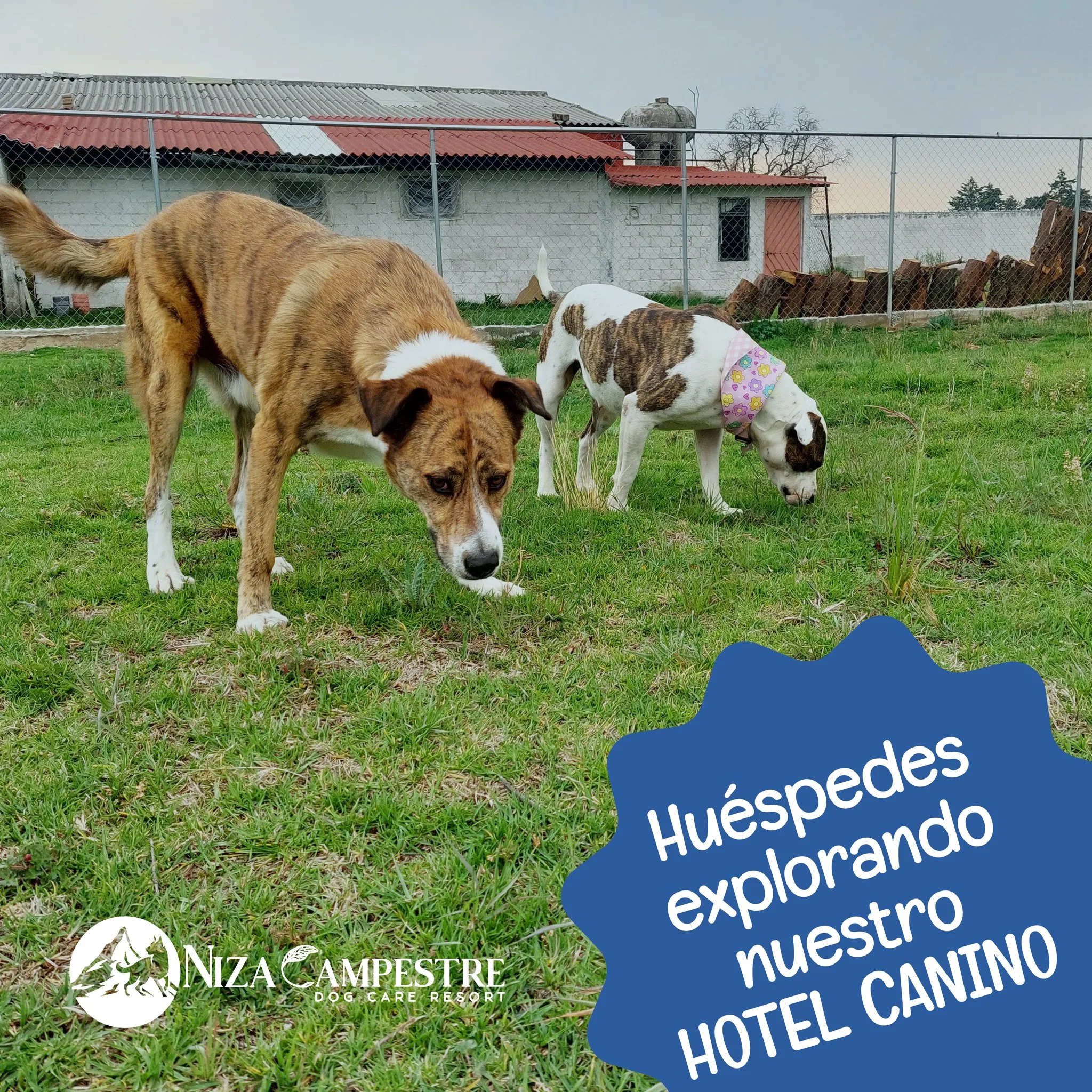 perro Niza Campestre en Metepec y Toluca