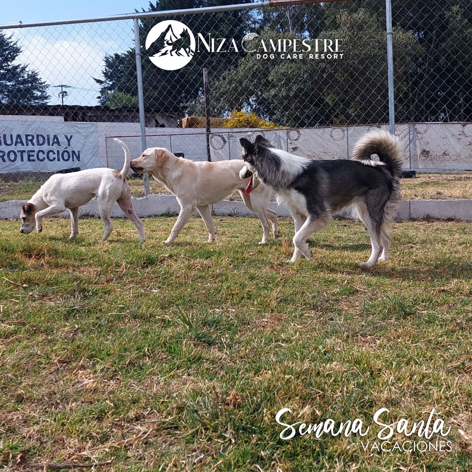 perro Niza Campestre en Metepec y Toluca