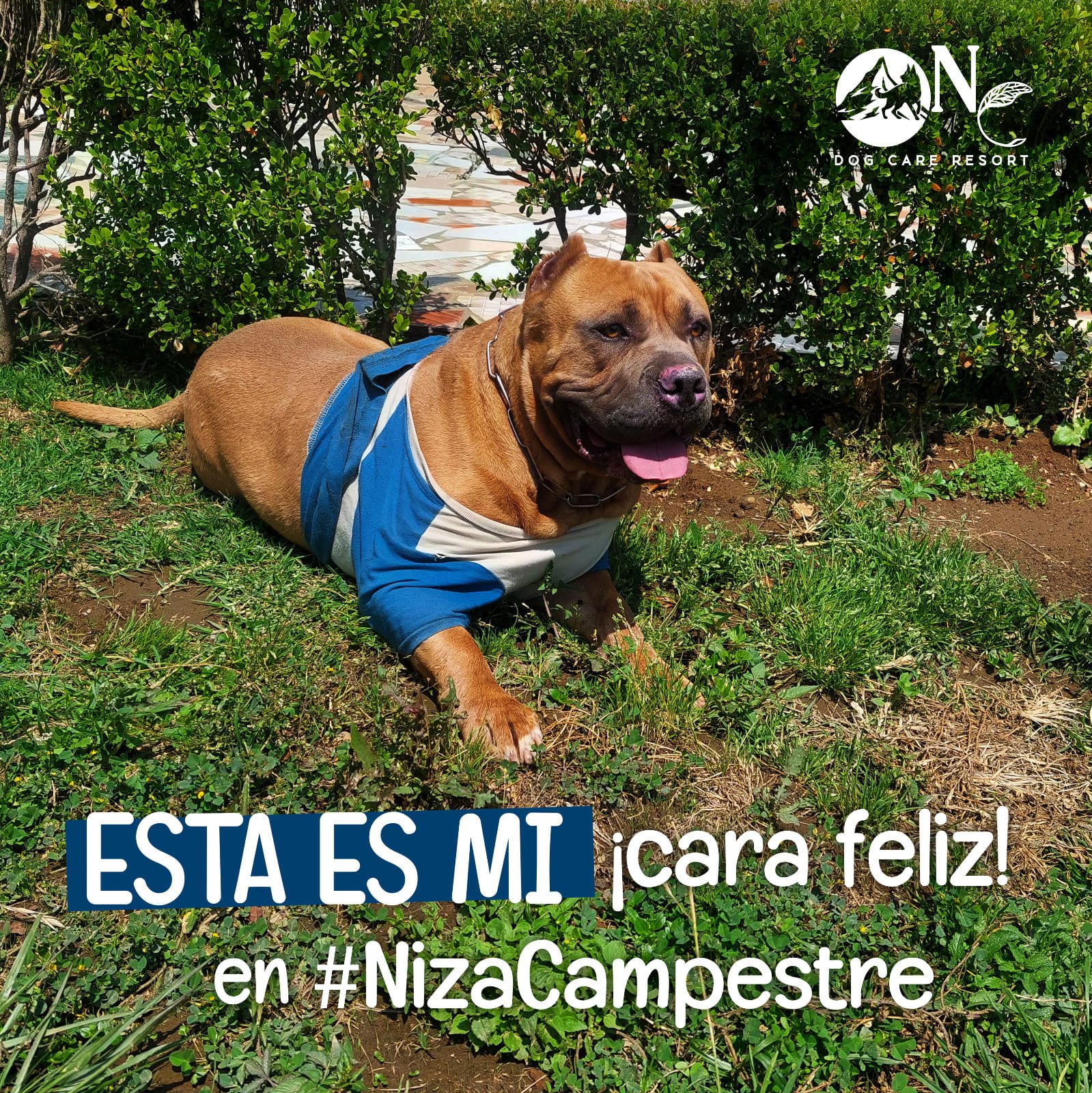 perro en pensión canina y gardería Niza Campestre en Metepec y Toluca