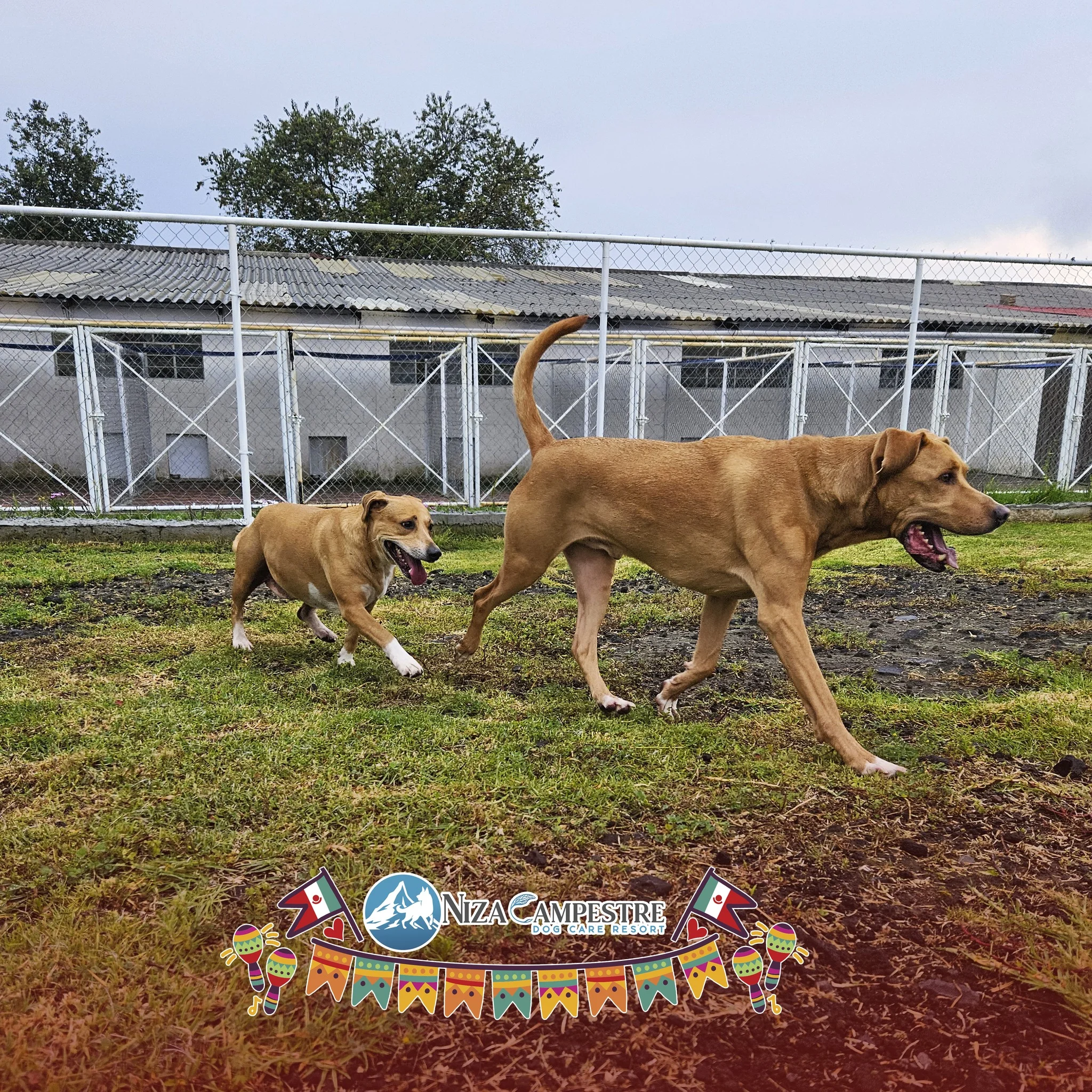 perro en pensión canina y gardería Niza Campestre en Metepec y Toluca