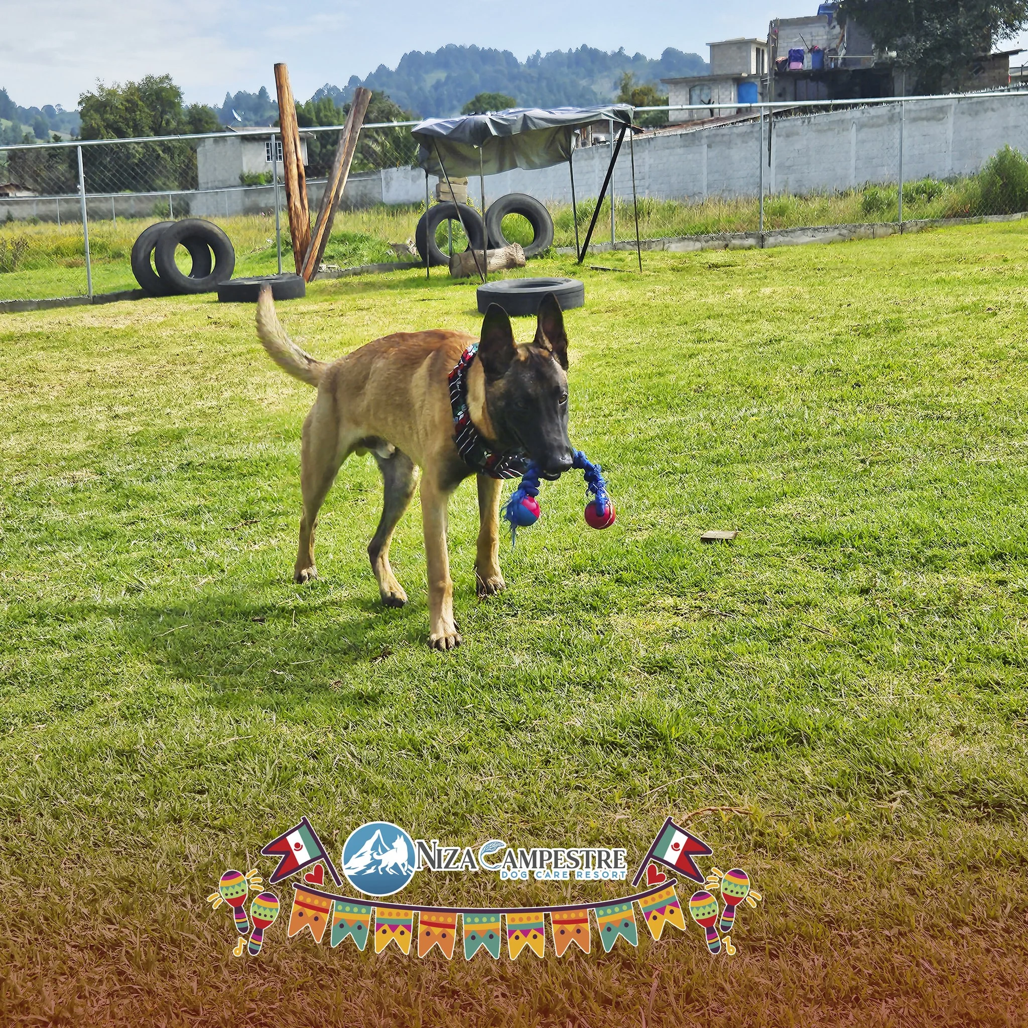 perro en pensión canina y gardería Niza Campestre en Metepec y Toluca