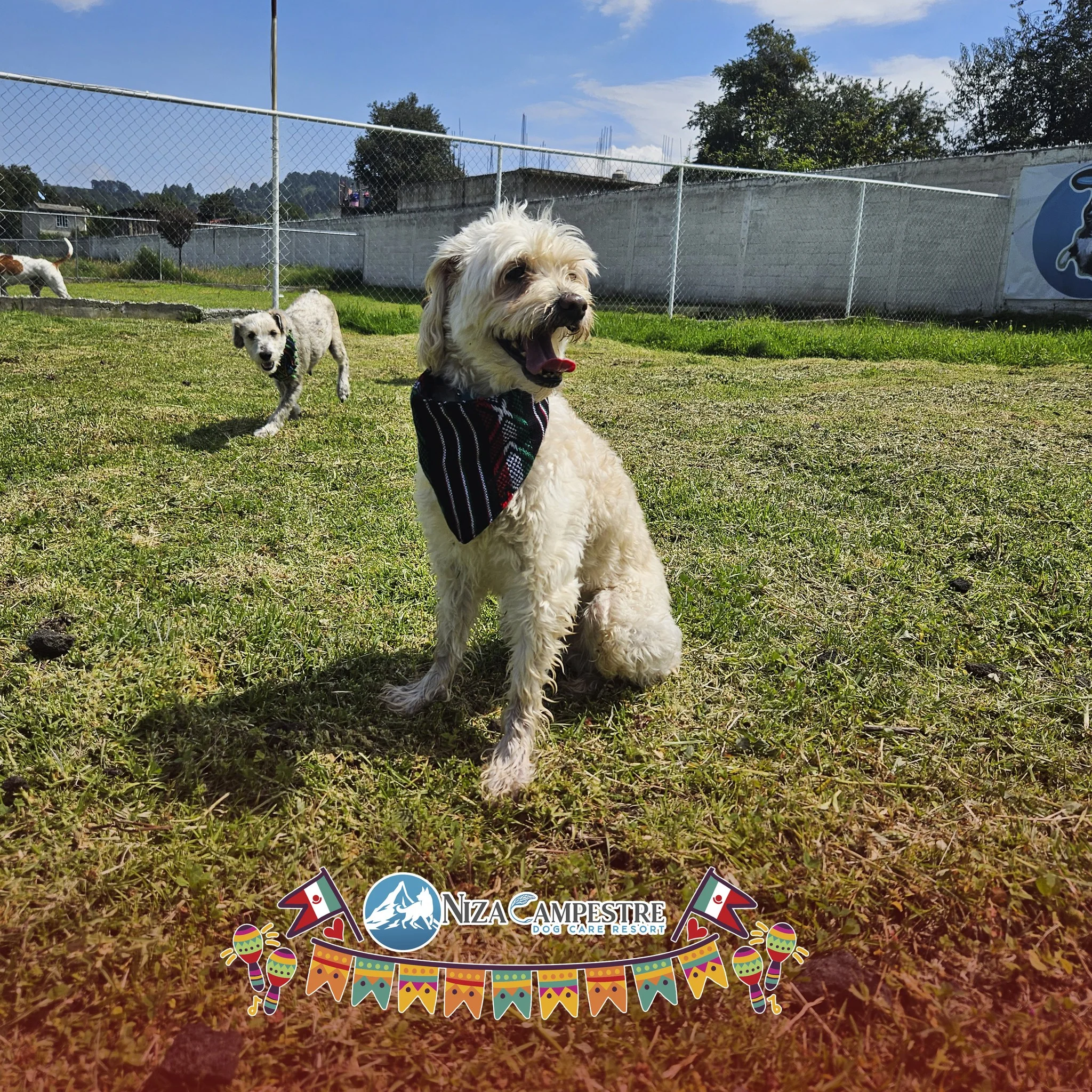 perro en pensión canina y gardería Niza Campestre en Metepec y Toluca