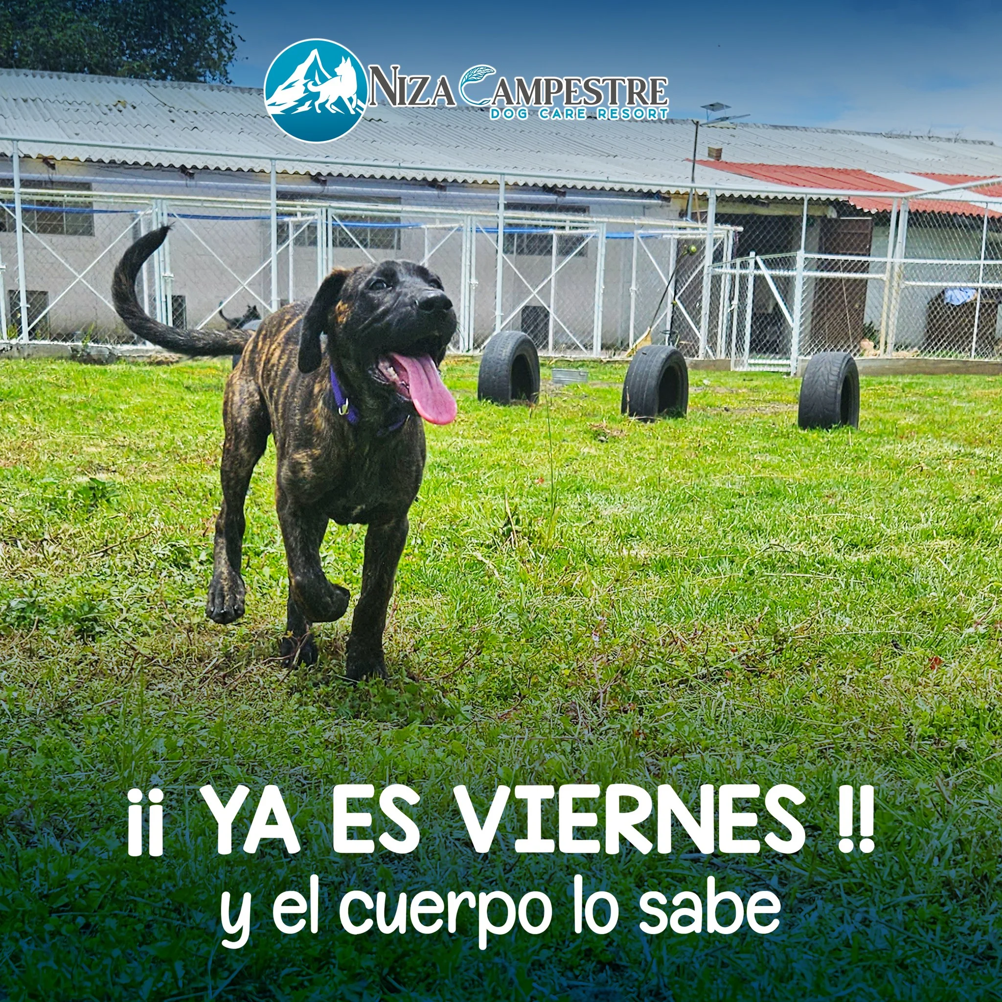 perro en pensión canina y gardería Niza Campestre en Metepec y Toluca