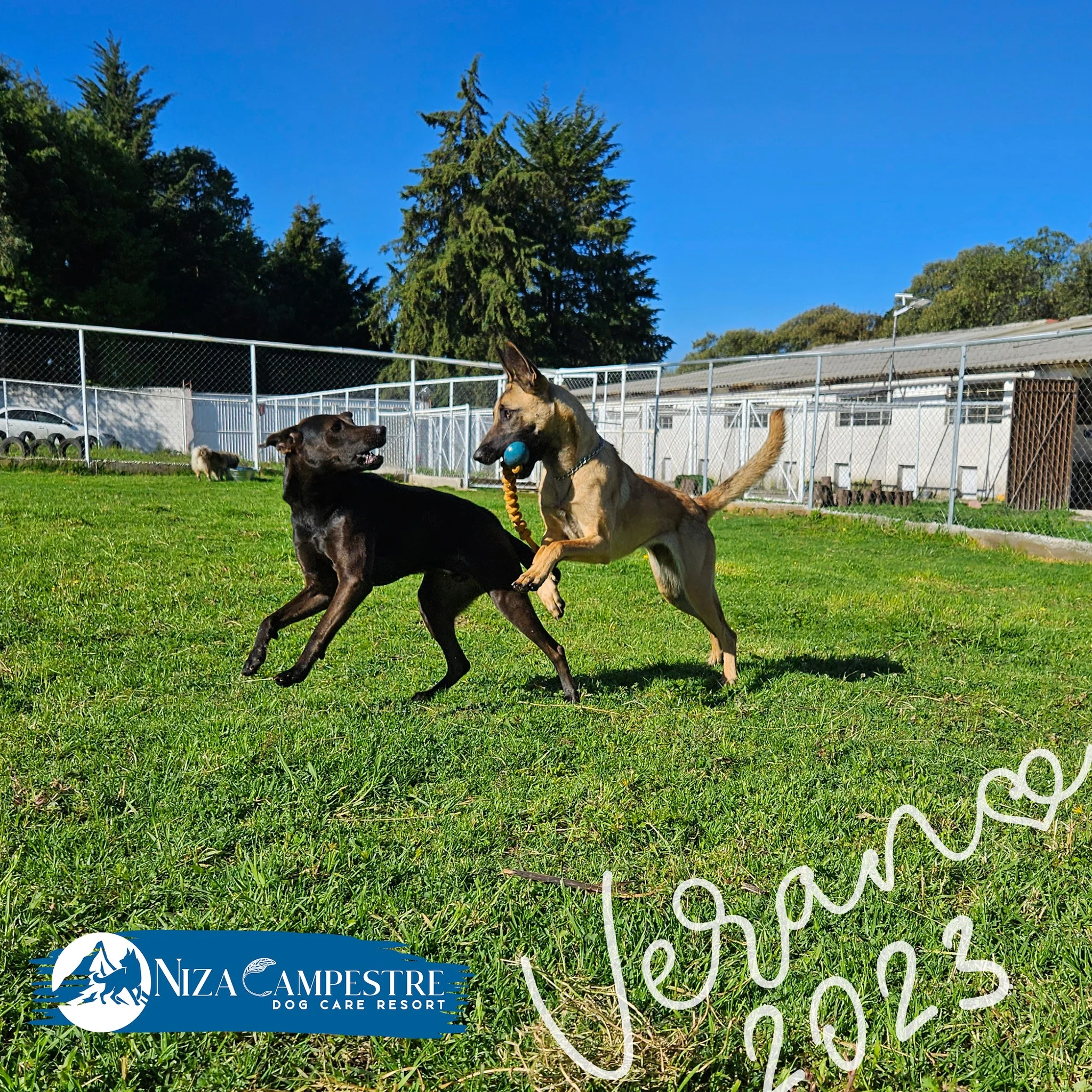 perro en pensión canina y gardería Niza Campestre en Metepec y Toluca