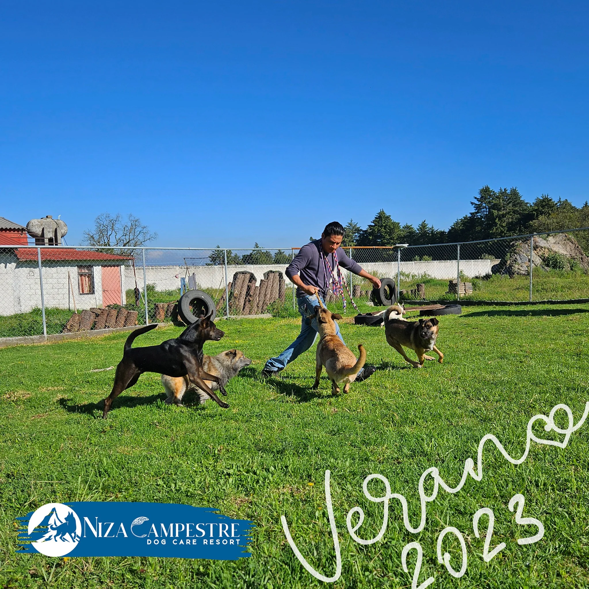 perro en pensión canina y gardería Niza Campestre en Metepec y Toluca