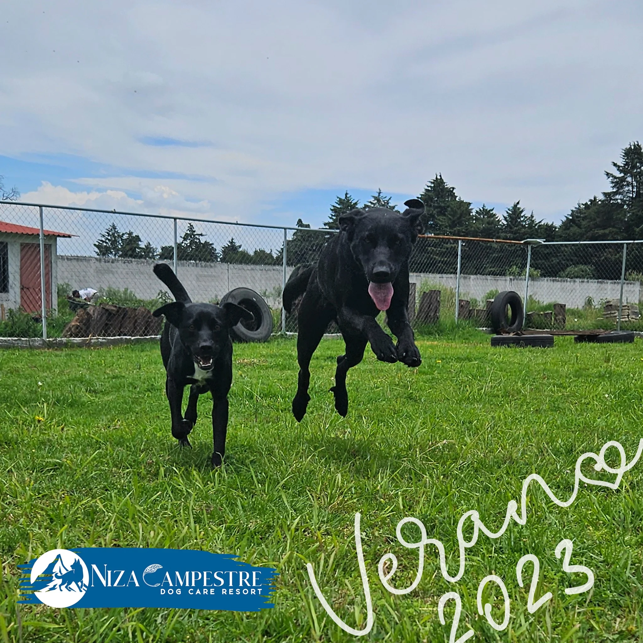 perro en pensión canina y gardería Niza Campestre en Metepec y Toluca