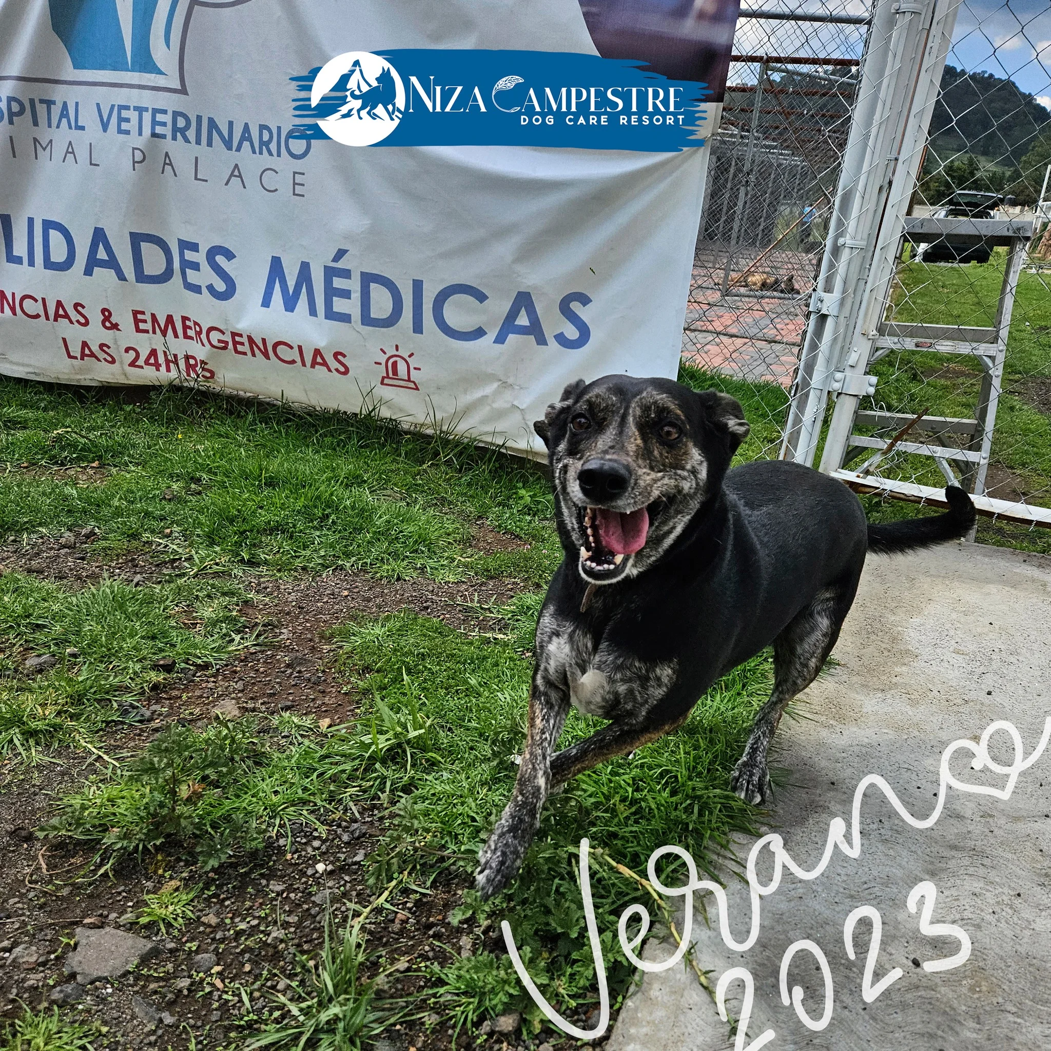 perro en pensión canina y gardería Niza Campestre en Metepec y Toluca