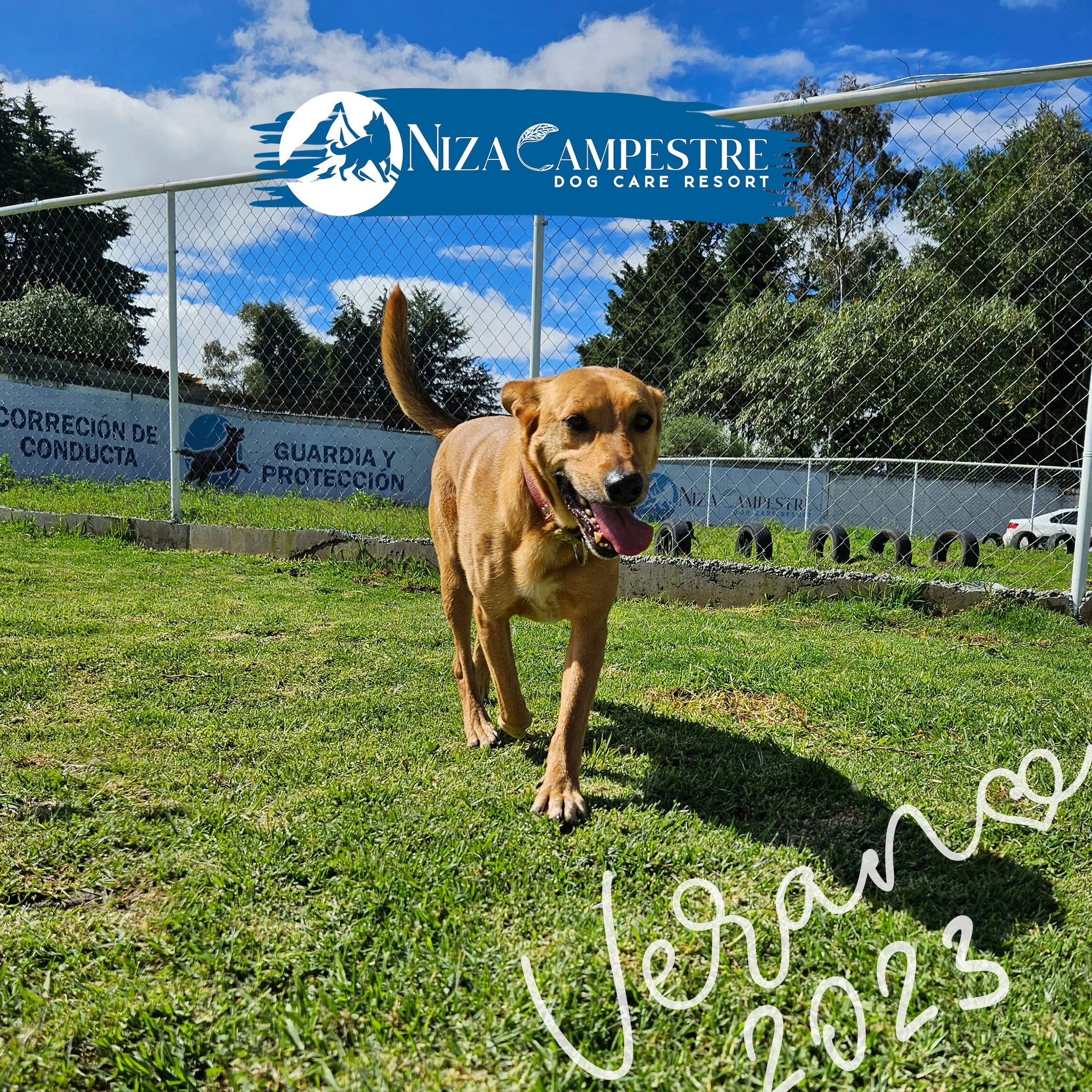 perro en pensión canina y gardería Niza Campestre en Metepec y Toluca