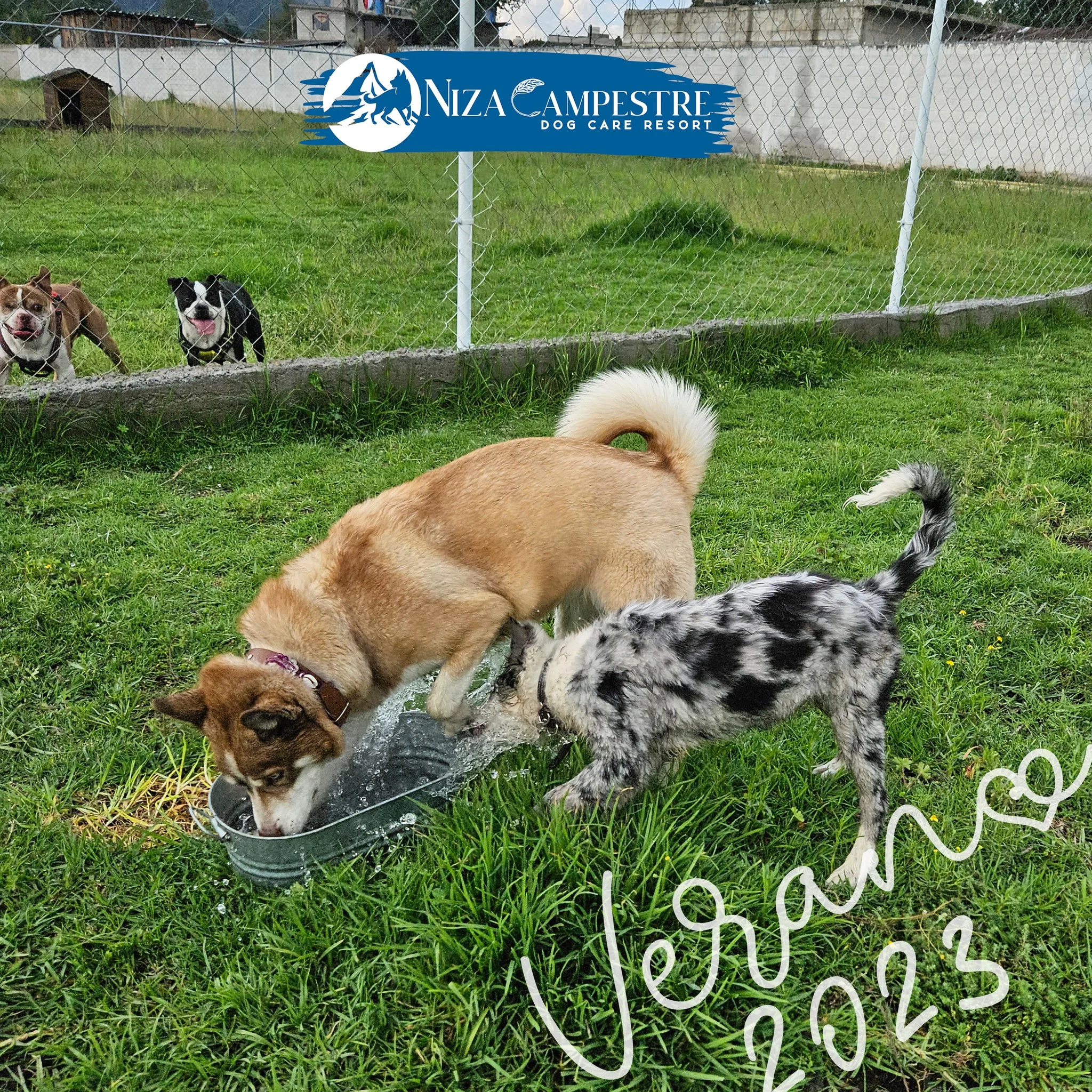 perro en pensión canina y gardería Niza Campestre en Metepec y Toluca