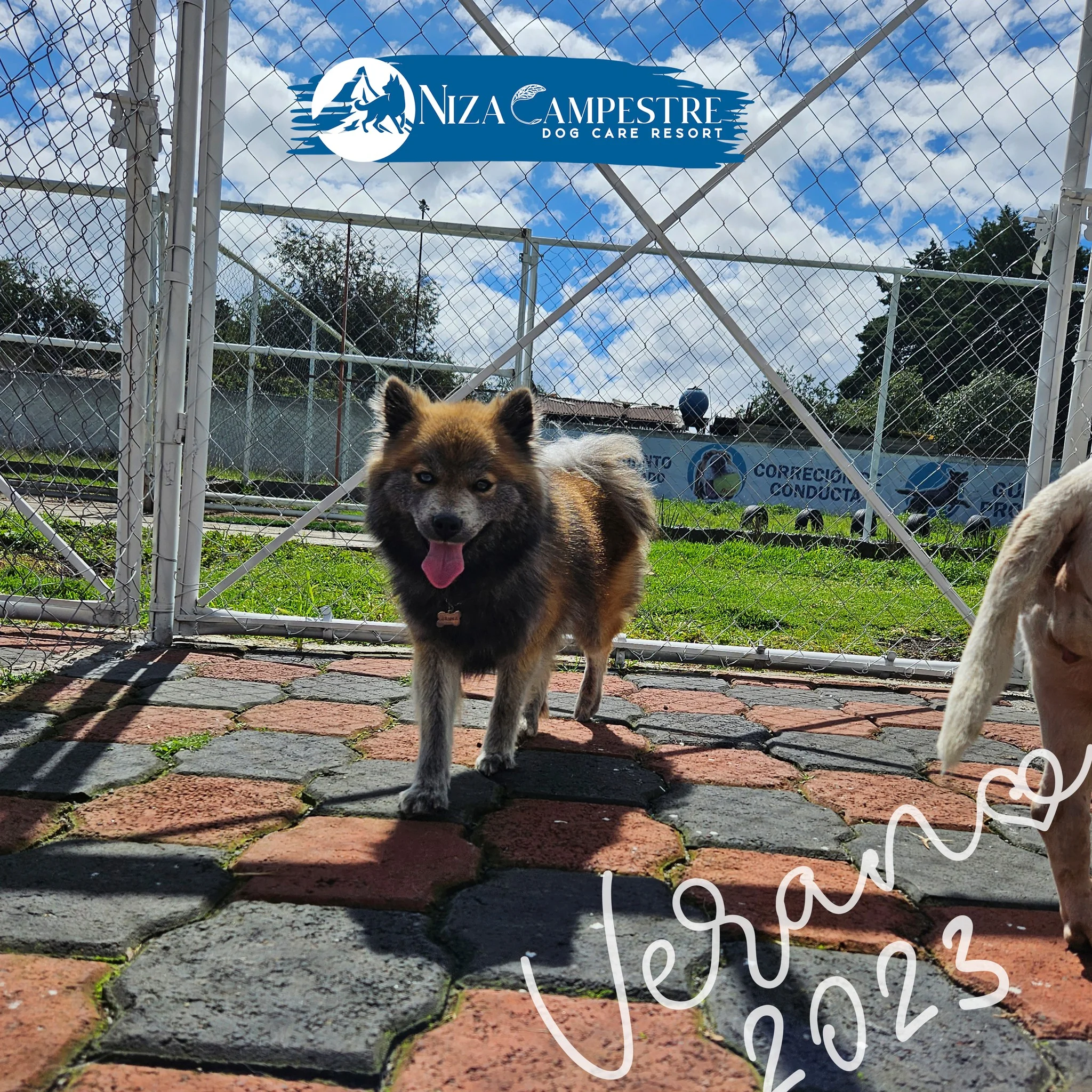 perro en pensión canina y gardería Niza Campestre en Metepec y Toluca