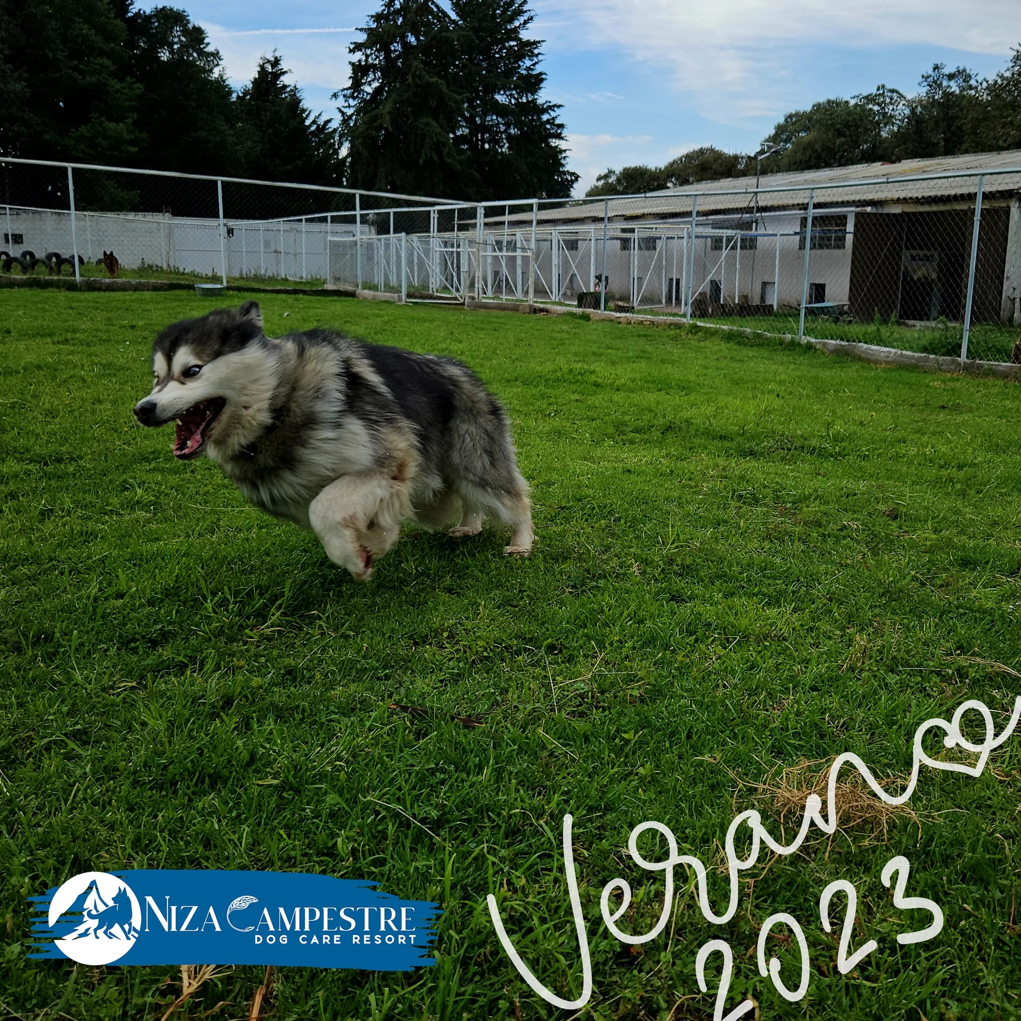 perro en pensión canina y gardería Niza Campestre en Metepec y Toluca