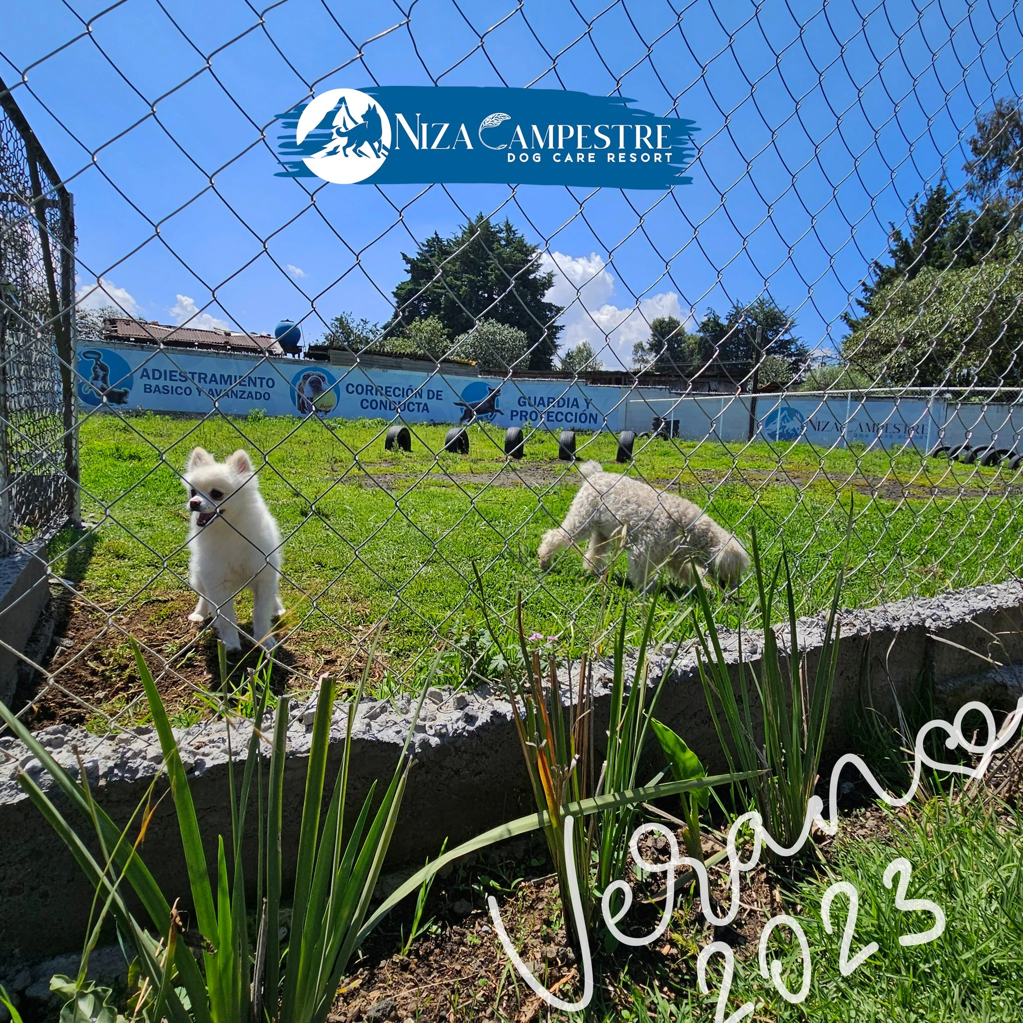 perro en pensión canina y gardería Niza Campestre en Metepec y Toluca