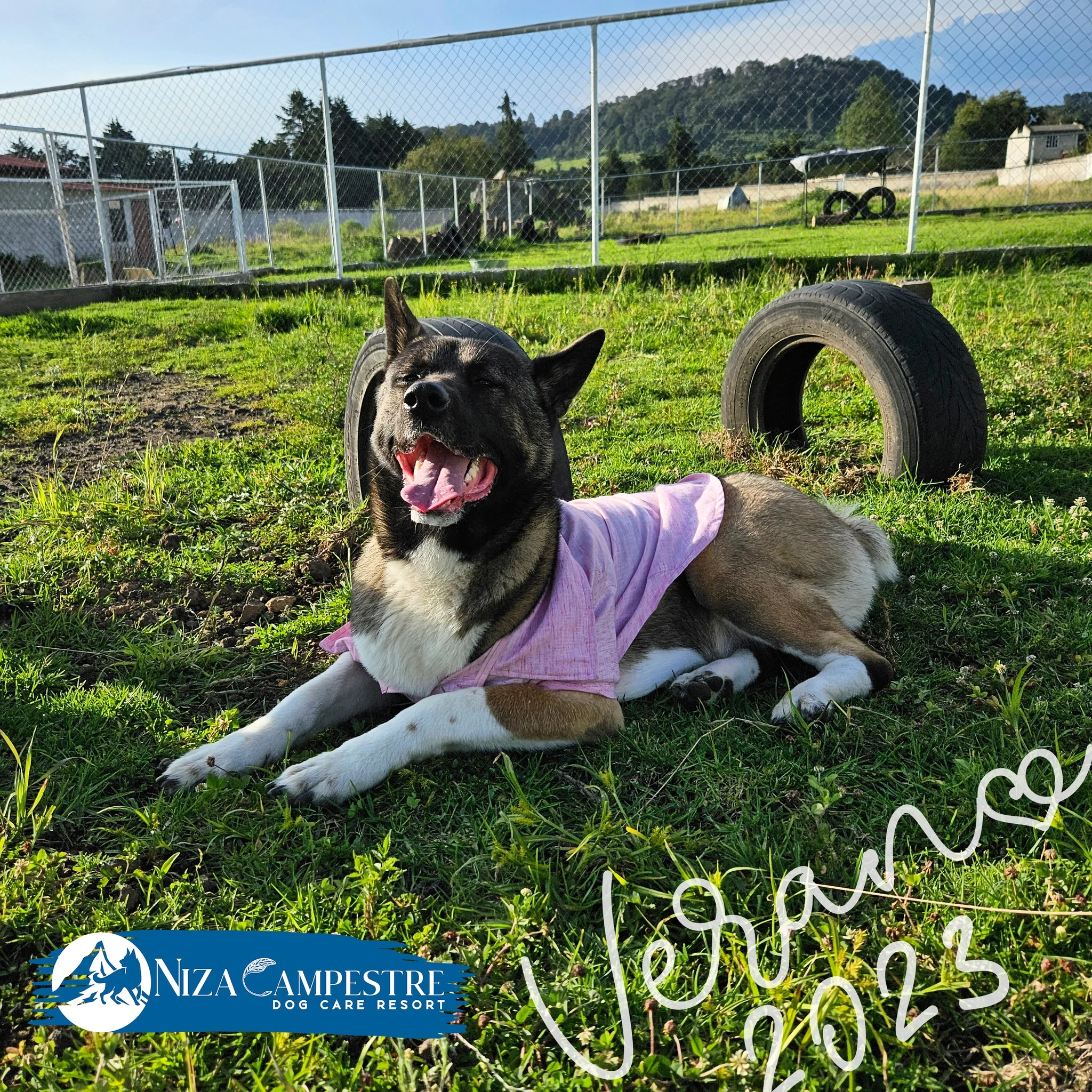 perro en pensión canina y gardería Niza Campestre en Metepec y Toluca