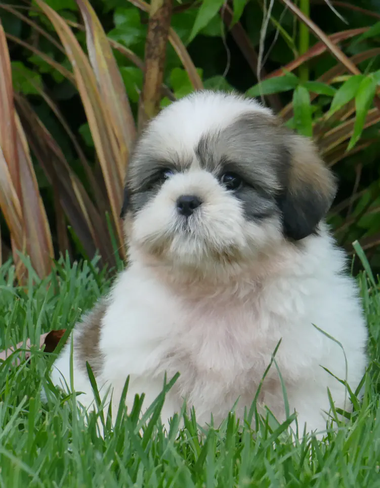 avatar perro