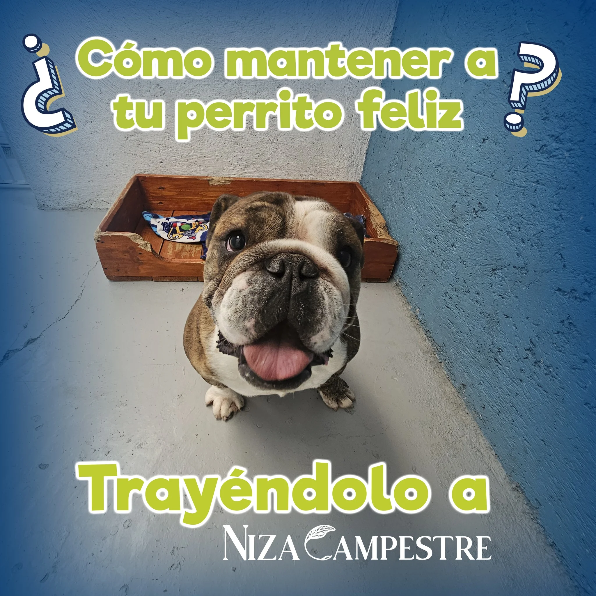 ¿Cómo amtener a tu perrito feliz? Trayendolo a Niza Campestre