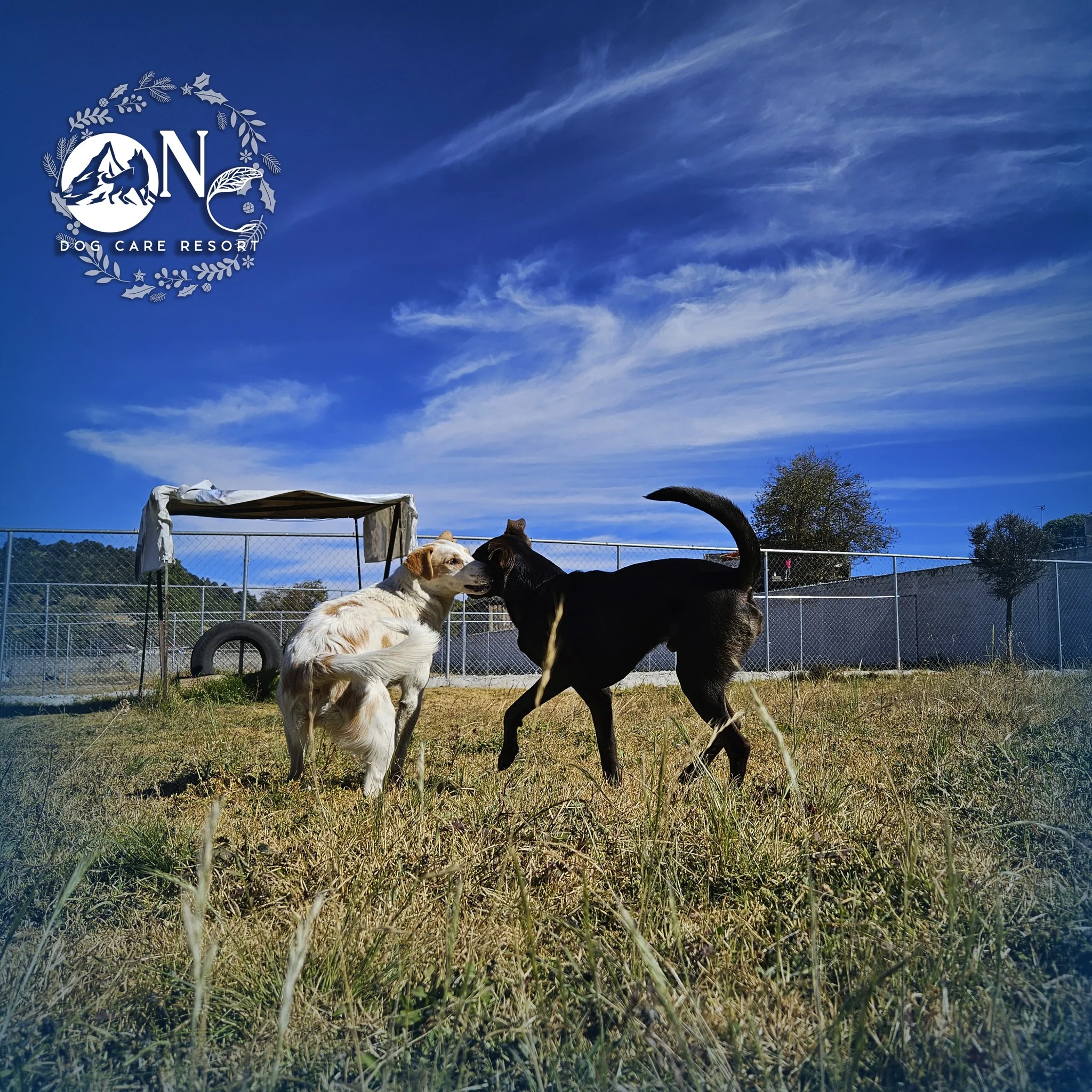 guarderia canina