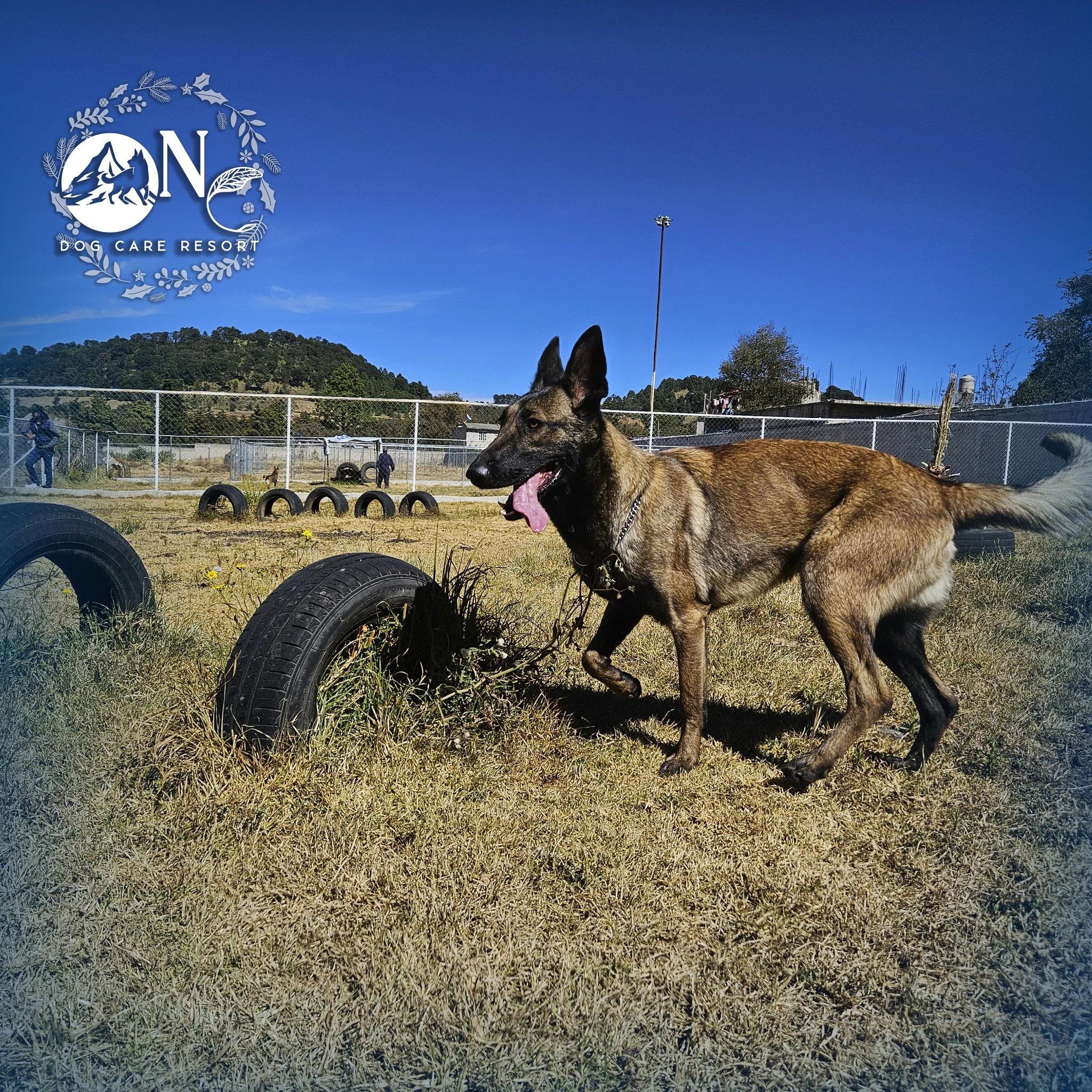 guarderia canina