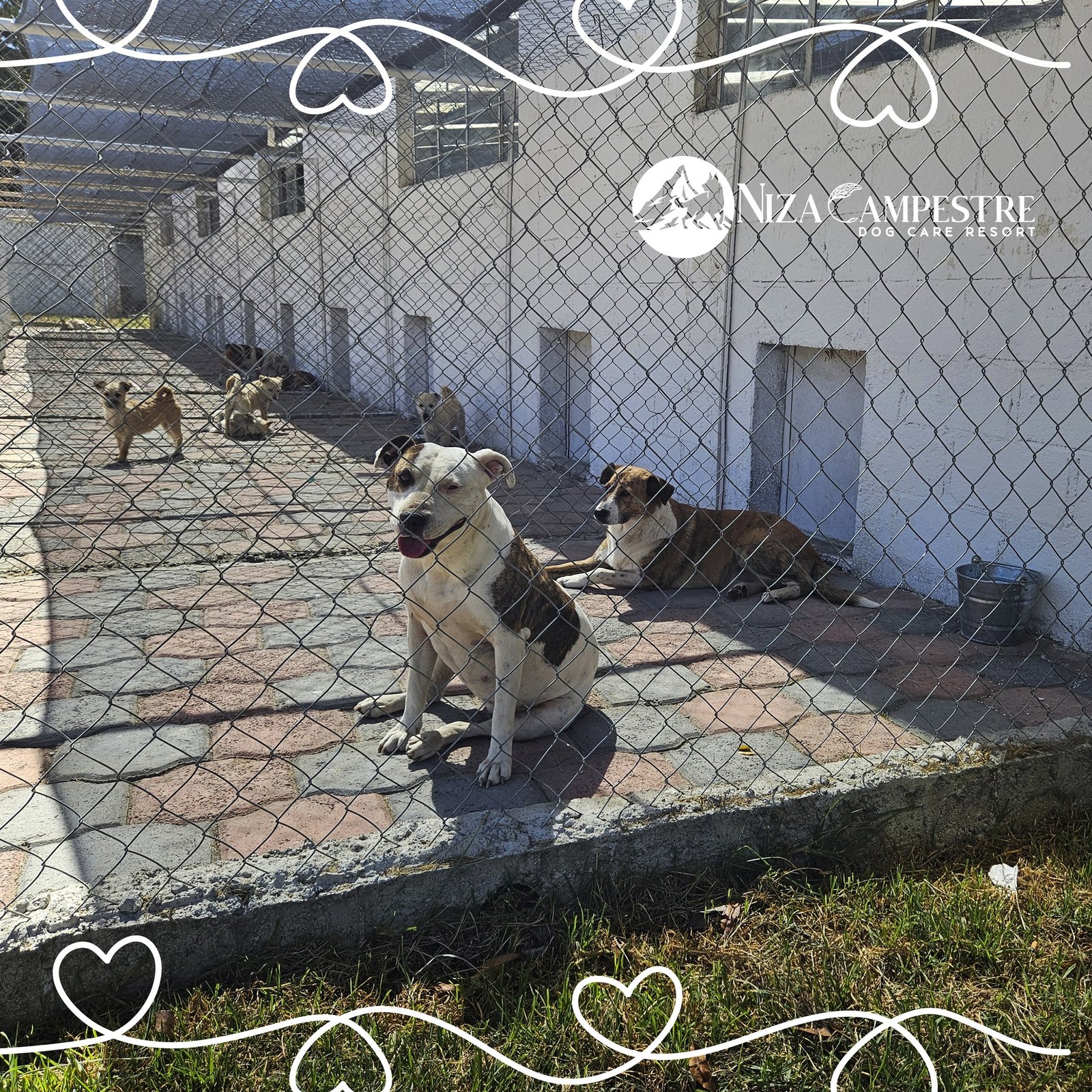 perro Niza Campestre en Metepec y Toluca