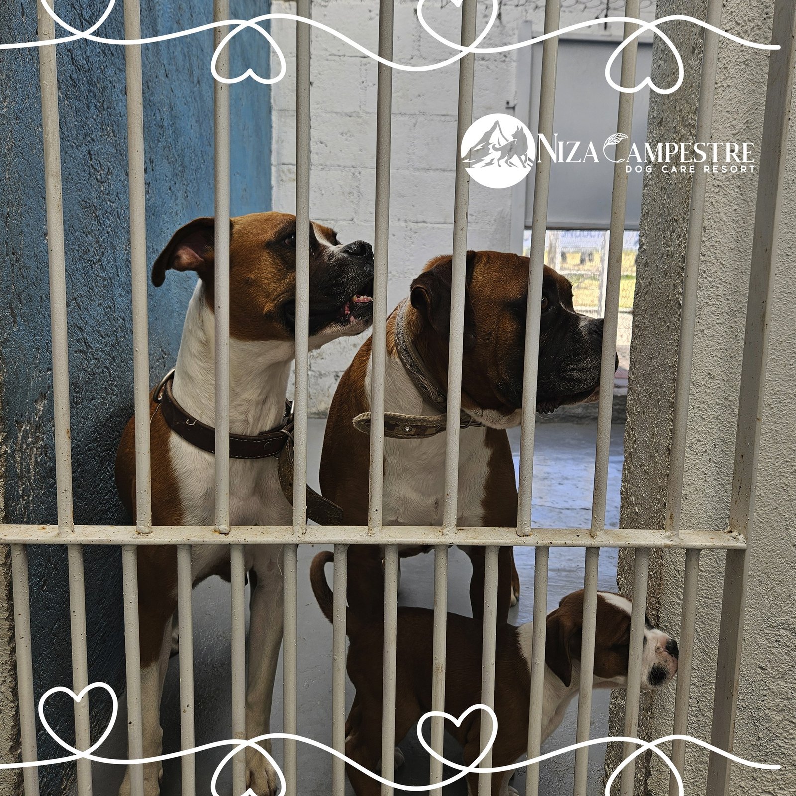 perro Niza Campestre en Metepec y Toluca